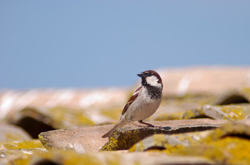 passera domestica (Passer domesticus italiae)