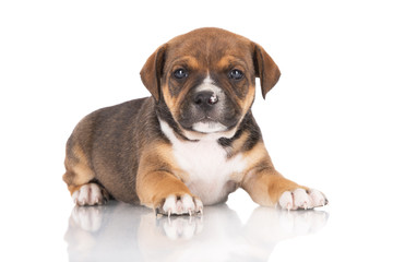 staffordshire bull terrier puppy