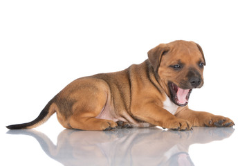Obraz premium staffordshire bull terrier puppy