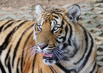 Fototapeta na wymiar Tiger in Thailand