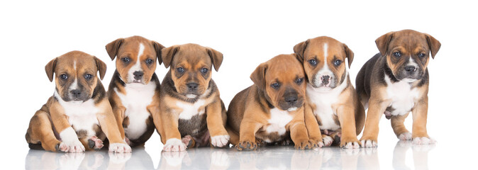 six adorable puppies together