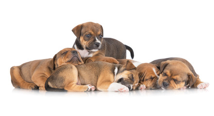staffordshire bull terrier puppies falling asleep