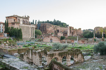 Naklejka na ściany i meble Foro Romano and Palatine in Rome