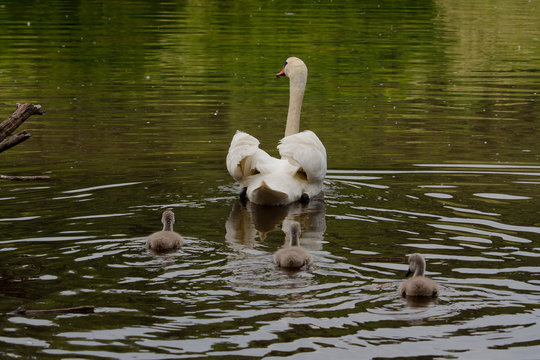 f&uuml;rsorglicher Schwan mit K&uuml;ken