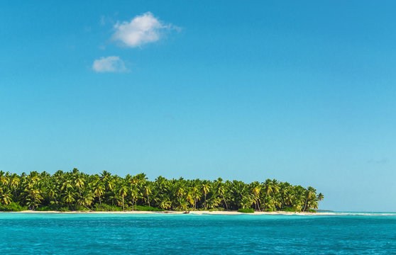 A view of exotic island with palm trees