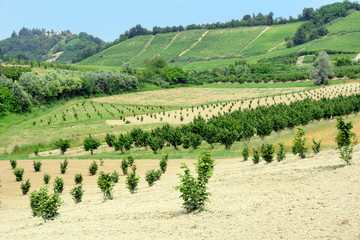 Noccioleti in Piamonte