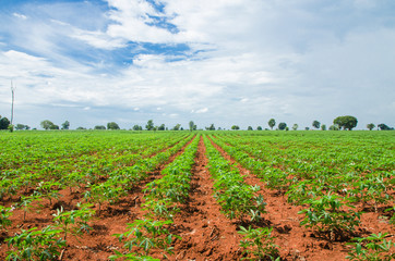 Fototapeta na wymiar Cassava farmland agriculture