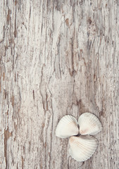 Seashells on the old rude wood