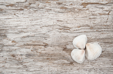 Seashells on the old rude wood