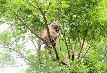 puma climbing on tree