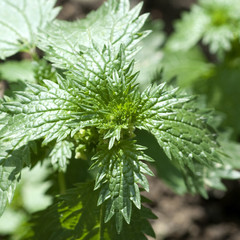 Kleine, Brennnessel; Urtica, urens; Wildkraeuter;