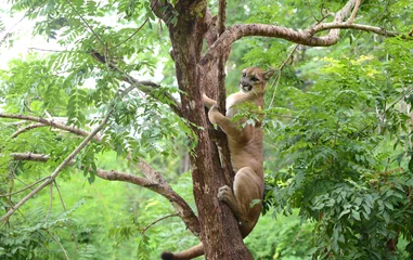 Fotobehang puma climbing on tree © anankkml