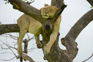 Fototapeta premium schlafender Löwe im Baum