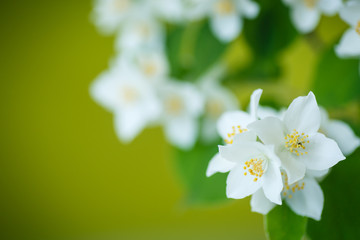 Obraz premium jasmine