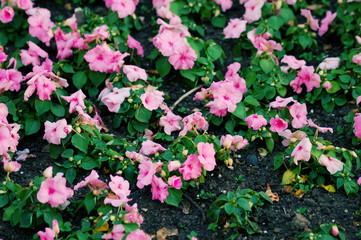 Pink flowers background