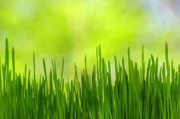 green grass