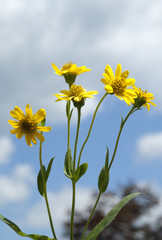 Arnika; Arnica chamissonis; Wiesenarnika;