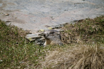 Marmotta