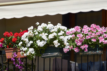 Fototapeta na wymiar flower on balcony