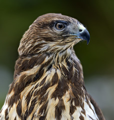 Buzzard