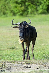 Wildebeest