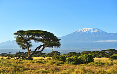 Panorama of the African savannah