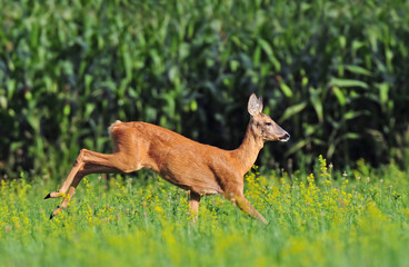 Roe deer running