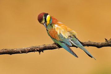 Bee eater cleaning it's feather