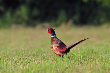 Pheasant