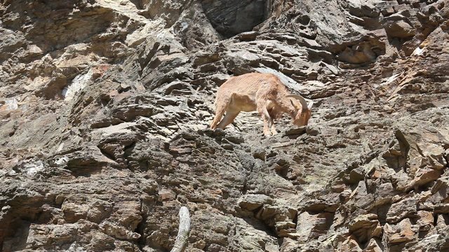 Lonely Barbary Sheep (Ammotragus lervia) on a steep rock