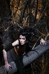 wild wood