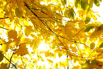 Goldener Herbst