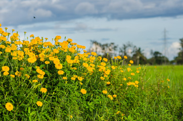 Marigolds or Tagetes erecta flower