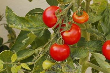 Tomaten