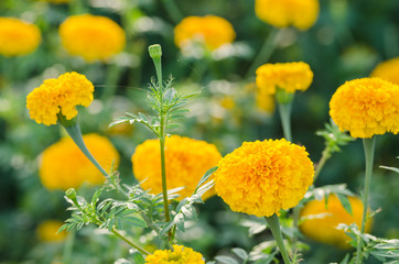 Marigolds or Tagetes erecta flower