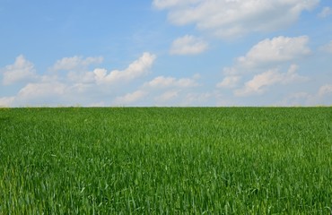 Naturlandschaft - Feld mit Himmel und Wolken