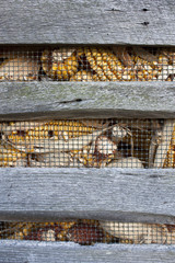 Close-up of corn crib with corn behind wire.