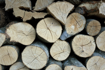 Fototapeta premium Ends of sawed logs with circular texture