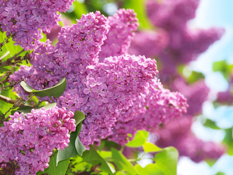 Fototapeta Der Wonnemonat Mai läßt den Flieder blühen, Fliederblüte in Lila, (Syringa)