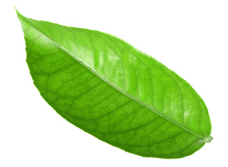 Green leaf of citrus-tree