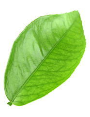 Obraz premium Green leaf of citrus-tree