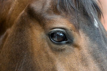 horse eye