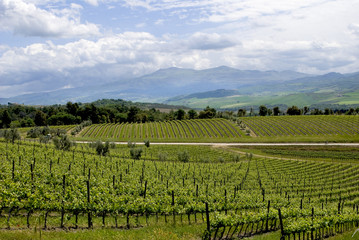 Fototapeta na wymiar Tuscan landscape with vineyards
