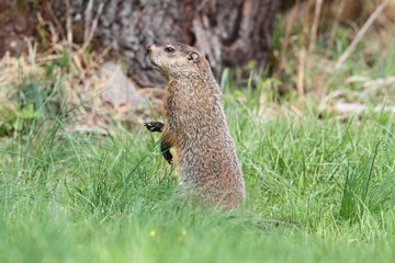 Naklejka na ściany i meble Groundhog (Marmota monax)