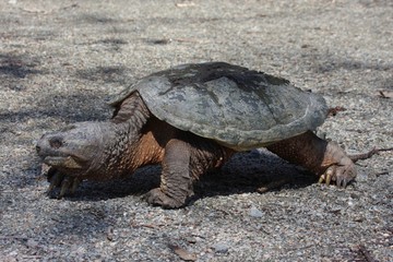 Common Snapping Turtle
