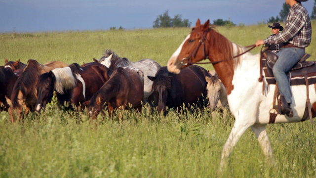 Two cowboys drive herd of horses across the field