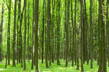 Plakat forest