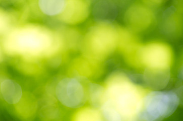 Obraz premium spring bokeh background