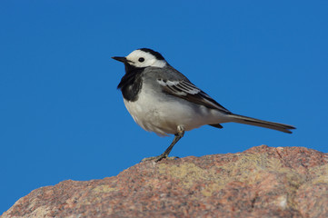 White Wagtail against a blue sky