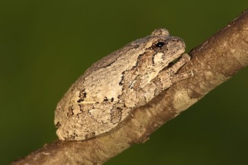 Gray Tree Frog (Hyla versicolor)